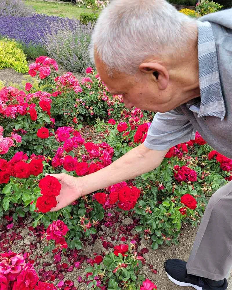 Einer unserer Tagesgäste bewundert die rote Blütenpracht des Sommerbeetes im Rosengarten der Orangerie in Gotha