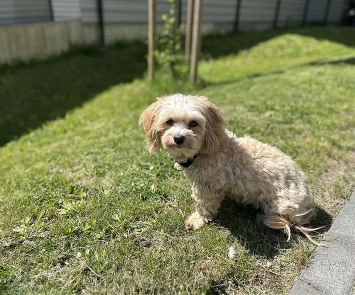 Hund von Pflegedienstleitung Joelle