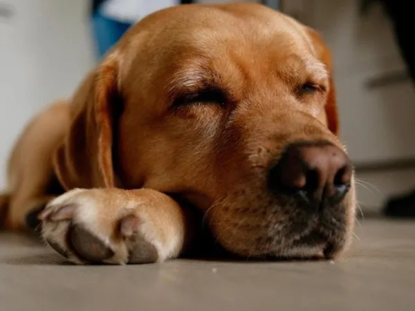 Bürohund SCHÖNES LEBEN Pebbels schlafend