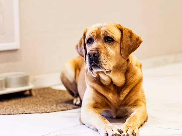 Pebbels vor dem Hunde-Buffet in SCHÖNES LEBEN Erftstadt