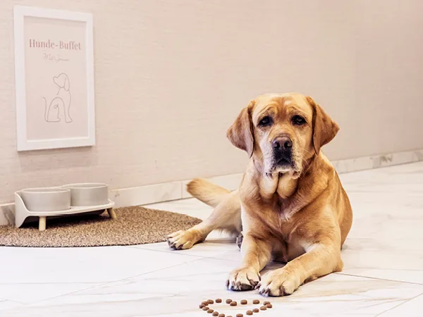 Golden Retriever im Exklusiven Service-Wohnen SCHÖNES LEBEN