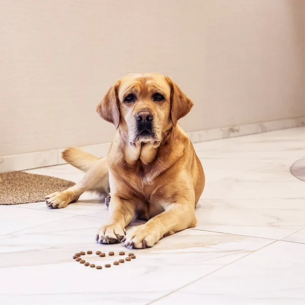 Labradordame Pebbels