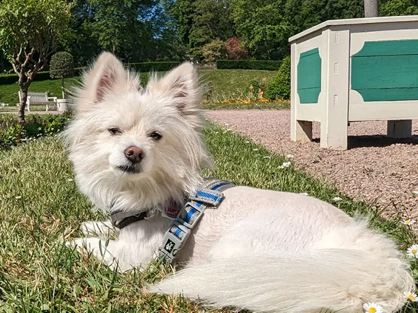 Bürohund Hercules Orangerie Gotha