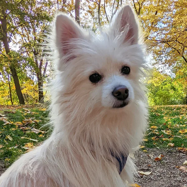Office-Hund Herkules SCHÖNES LEBEN Karriere